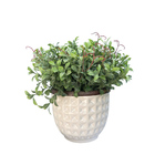 Arranjo Peperômia Artificial No Vaso Branco Cerâmica | Formos